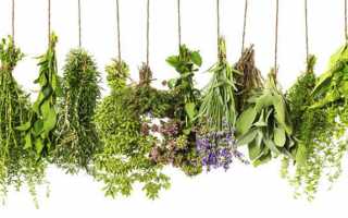 Травы, очищающие организм от шлаков и токсинов: описание и применение