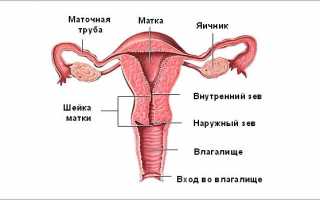 Какая должна быть шейка матки перед менструацией