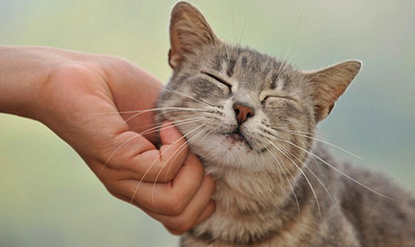 Кота гладят