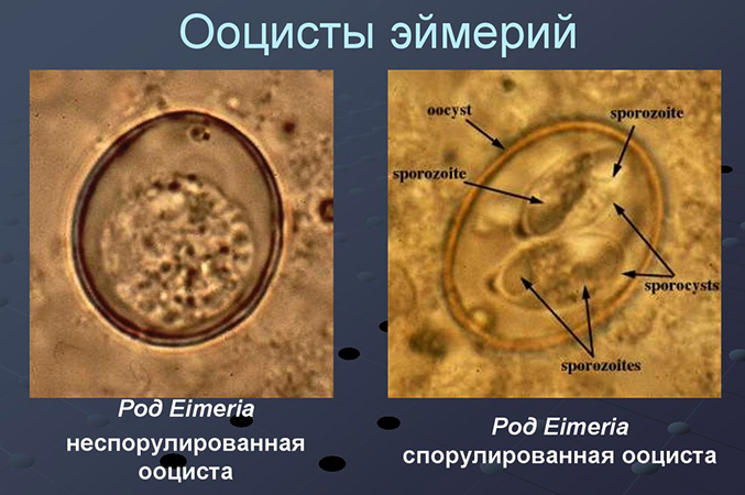 Ооцисты эймерий