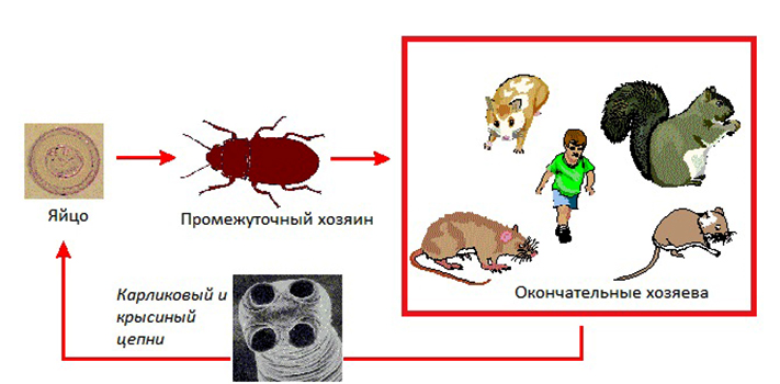 Цикл развития