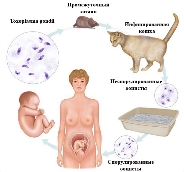 Жизненный цикл