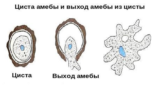 Инцистирование амебы