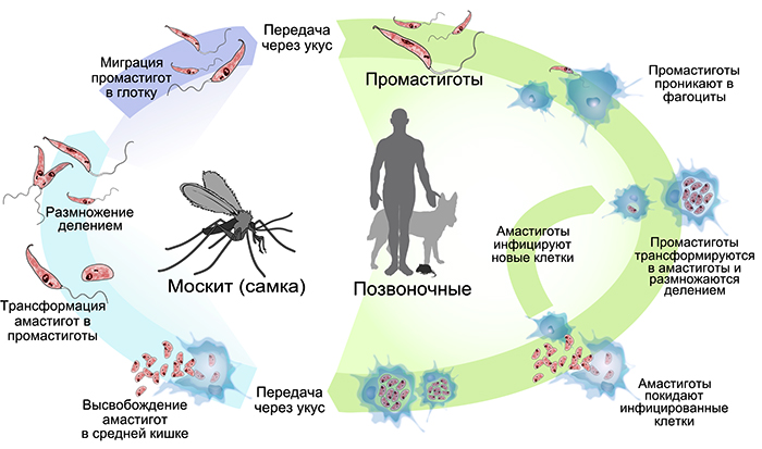 Жизненный цикл