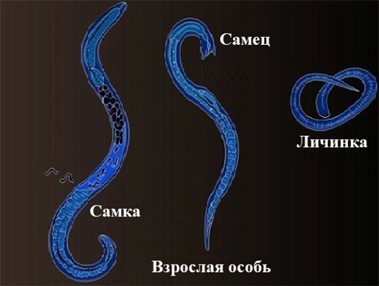 Жизненный цикл