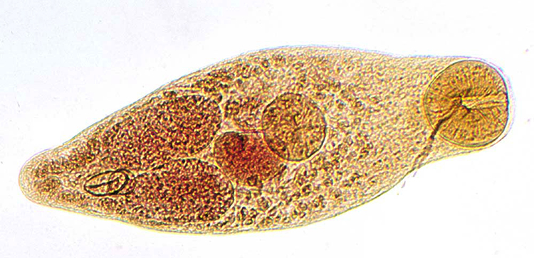 Nanophyetus salmincola