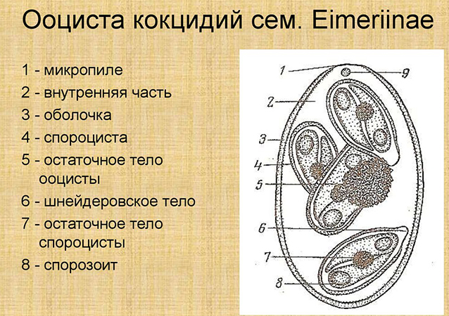 Ооциста кокцидий