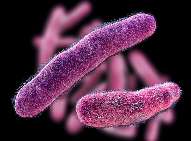 Shigella