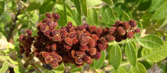 Плоды сумаха