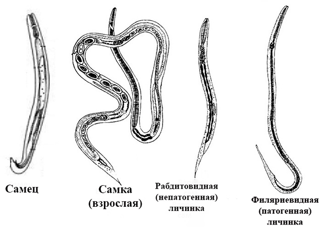 Угрица кишечная