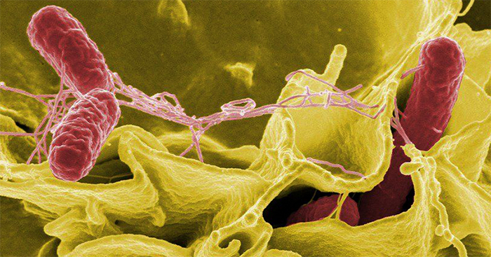 Salmonella typhimurium