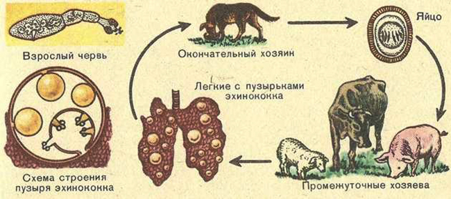Жизненный цикл