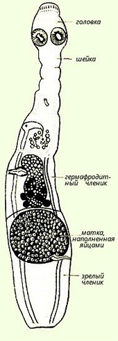 Структура альвеококка
