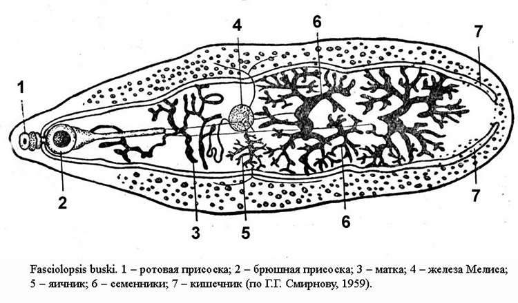 Строение паразита
