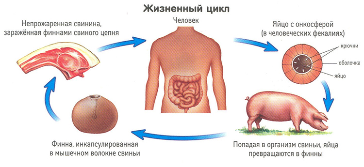 Жизненный цикл свиного цепня