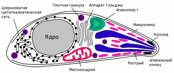 Toxoplasma gondii