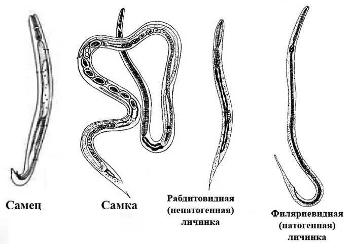 Виды угрицы