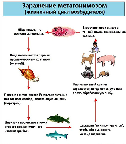 Жизненный цикл