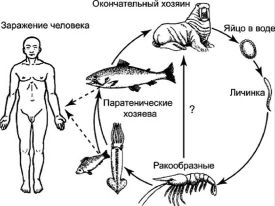 Жизненный цикл