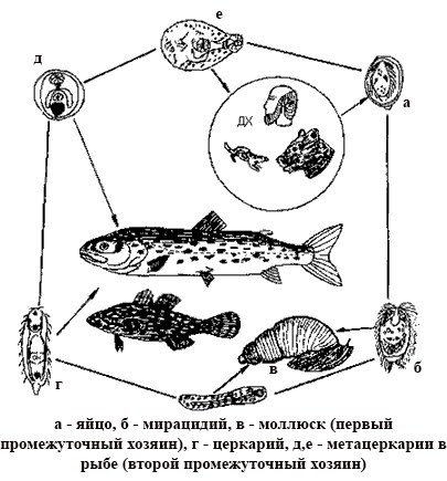 Жизненный цикл возбудителя