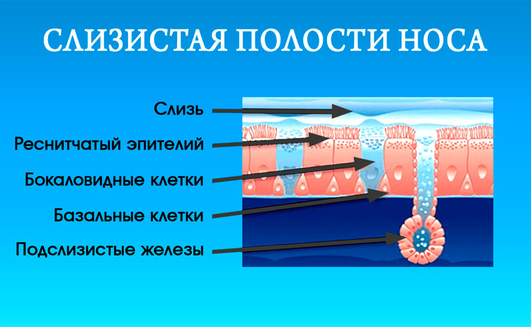 Козявки в носу
