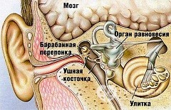 Заболевания ушей человека