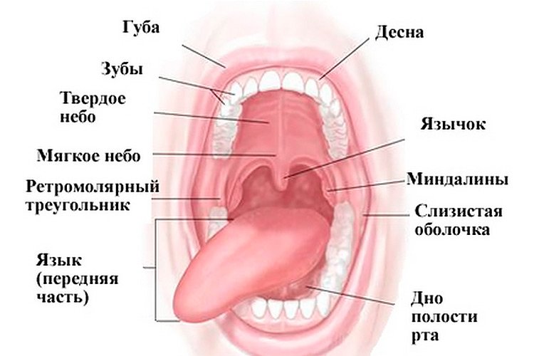 Отоларинголог ЛОР