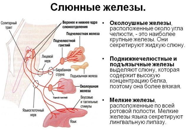 Пальпация гортани и шеи