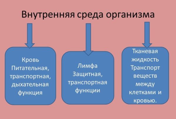 Внутренняя среда организма