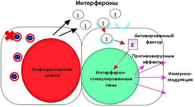 Интерферон и его аналоги, инструкция по применению