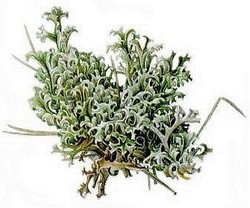 Ирландский мох от кашля