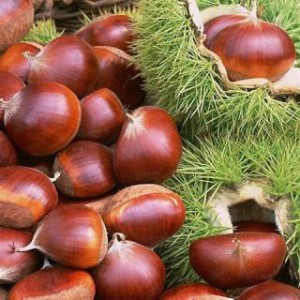 Лечение гайморита каштаном в домашних условиях