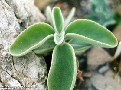 Kalanchoe-velutina фото из Никитского Ботанического сада